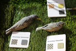 Oiseaux3D