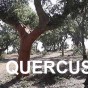Quecus