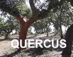 Quercusweb2