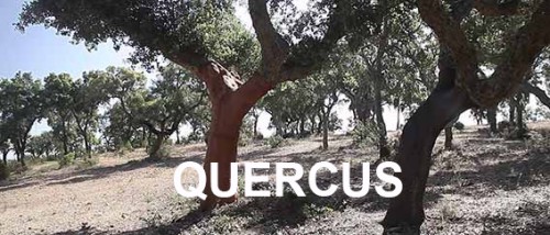 Quecus